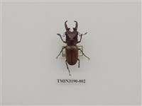 藏品(艷細身赤鍬形蟲)的圖片